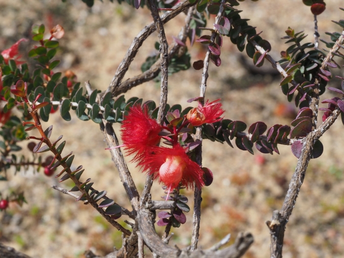 Вертикордия расписная