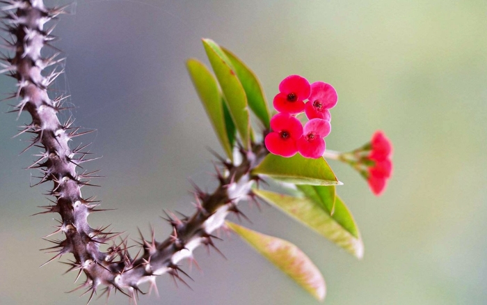 Колючий молочай миля