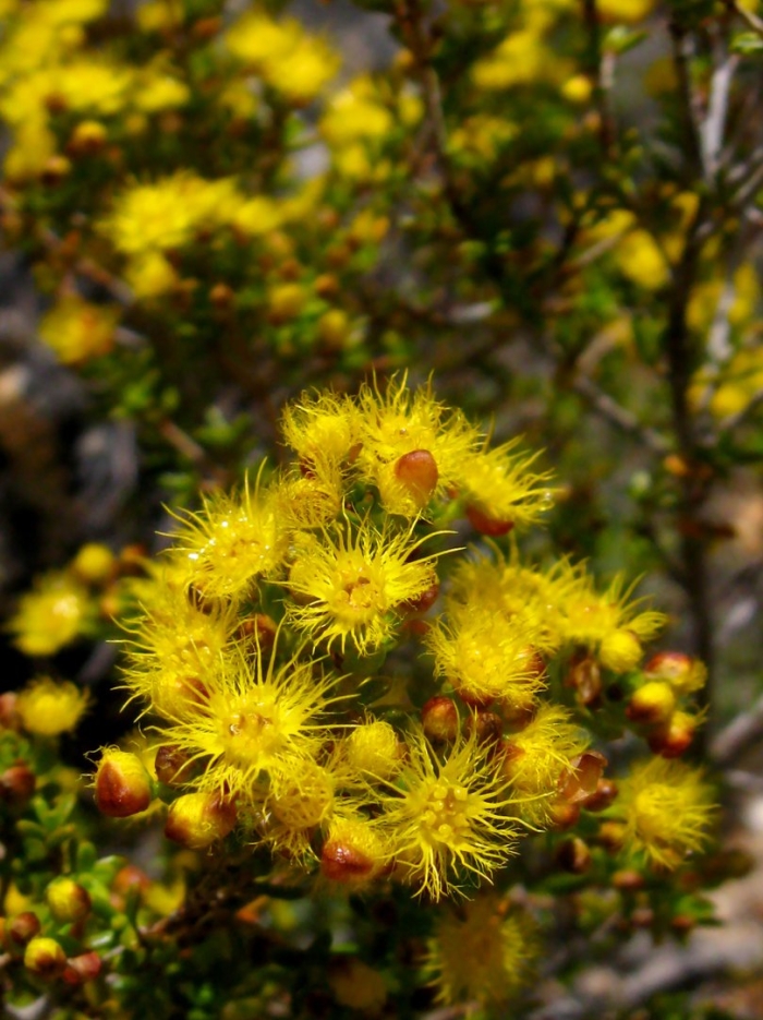 Verticordia chrysanthella