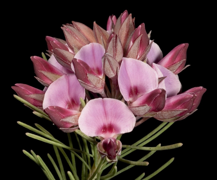 Thysanotus multiflorus