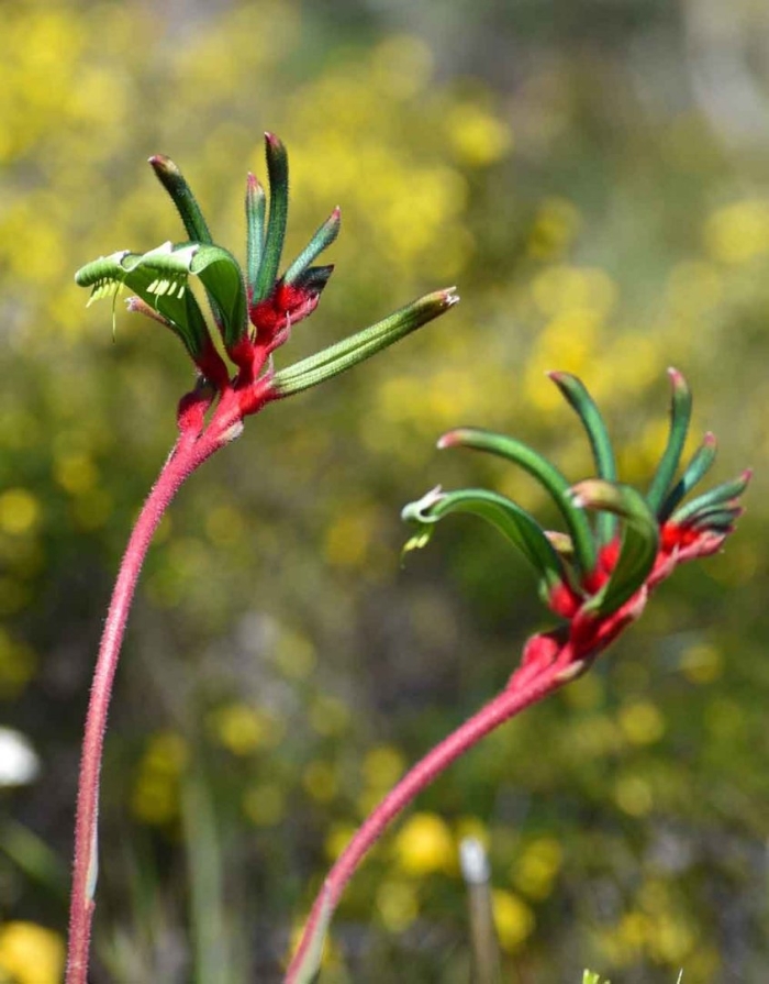 Анигозантос мэнглза