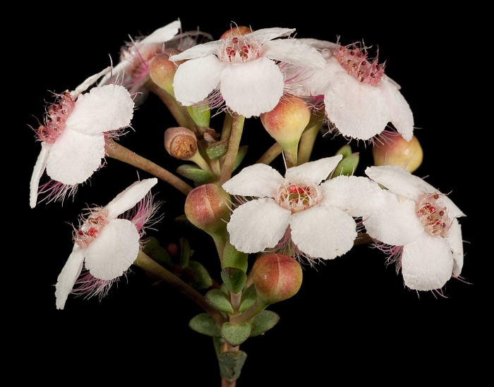 Verticordia habrantha