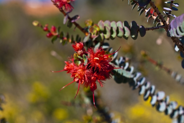 Метросидерос fulgens