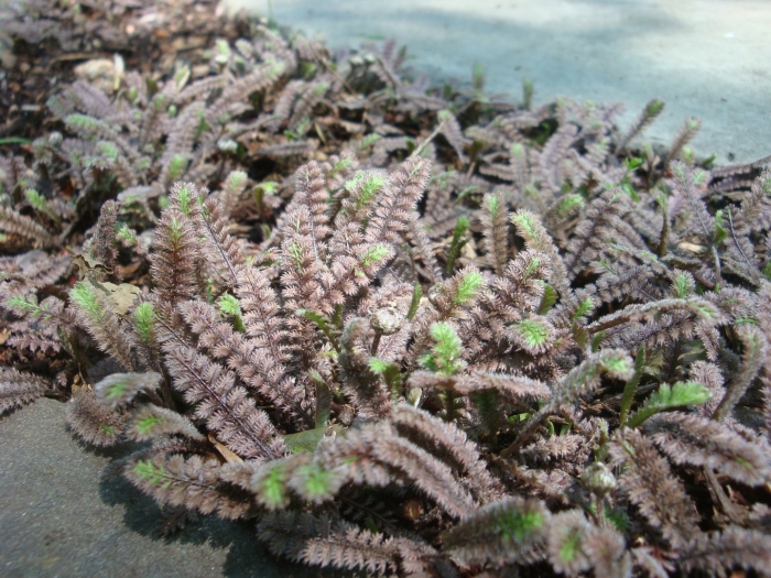 Лептинелла шероховатая платтс блэк