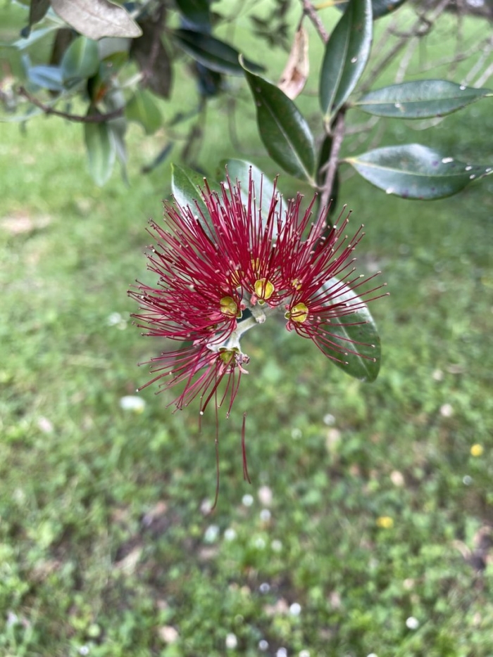 Metrosideros excelsa