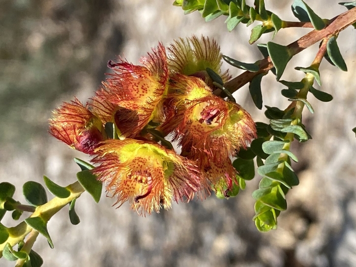 Verticordia dichroma