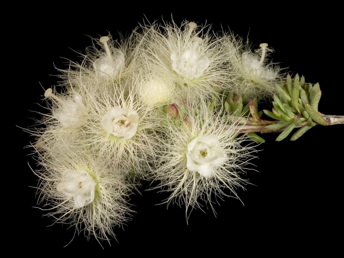 Verticordia densiflora