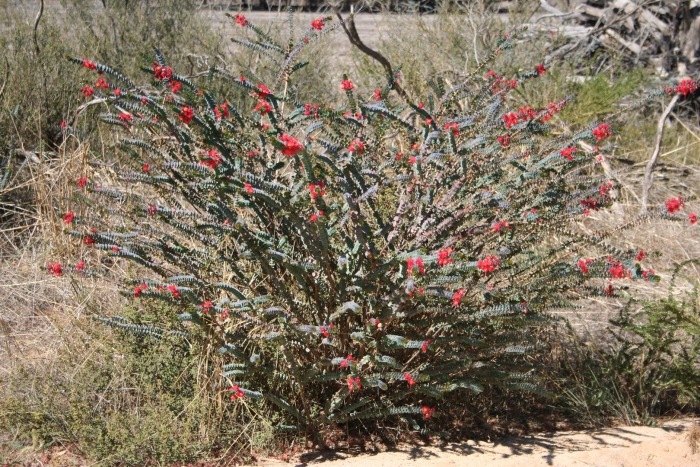 Cylindropuntia leptocaulis