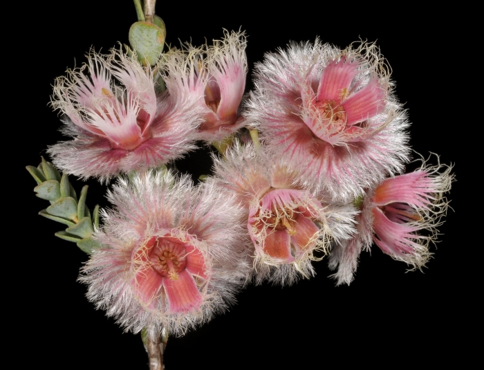 Thysanotus multiflorus