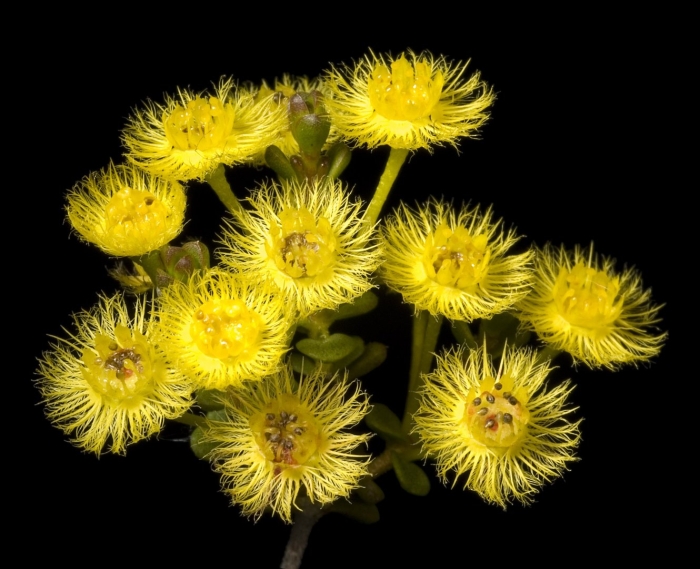 Verticordia huegelii