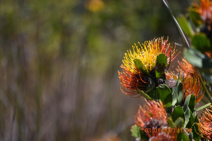 Протея нутан леукоспермум