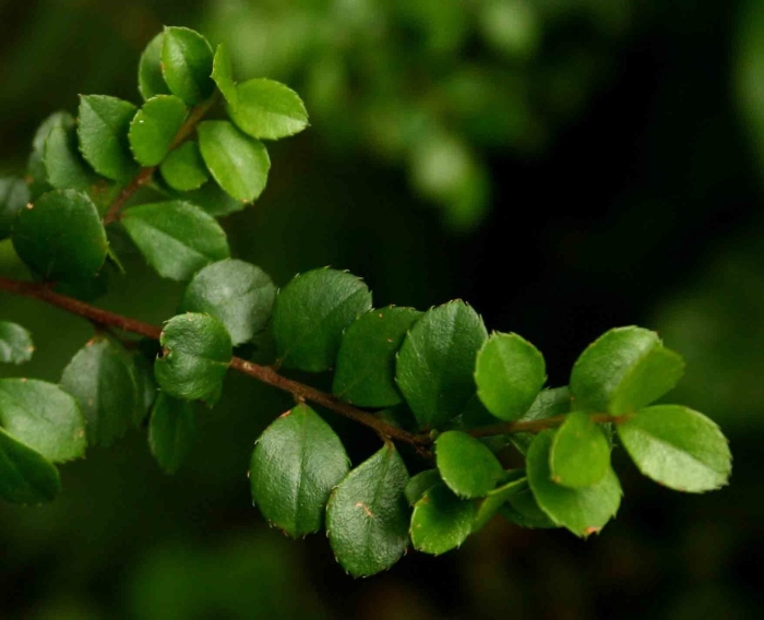 Pellaea rotundifolia