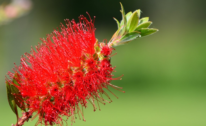 Callistemon citrinus
