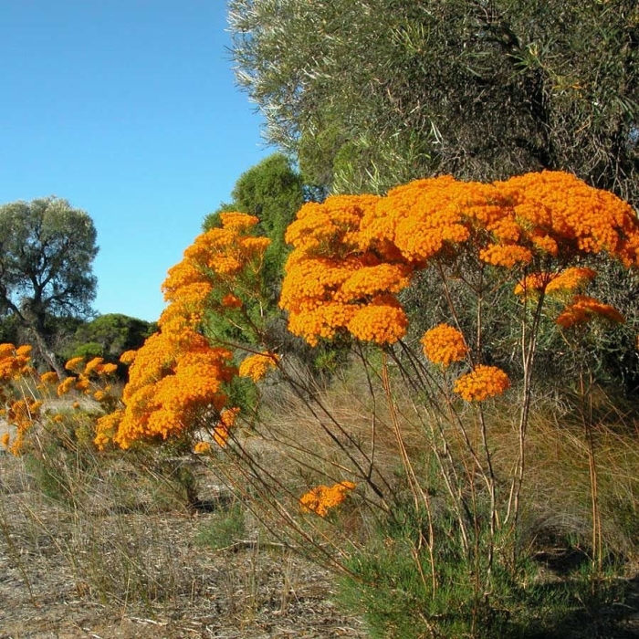 Nuytsia floribunda