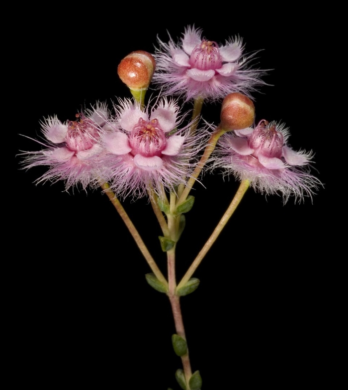 Verticordia insignis