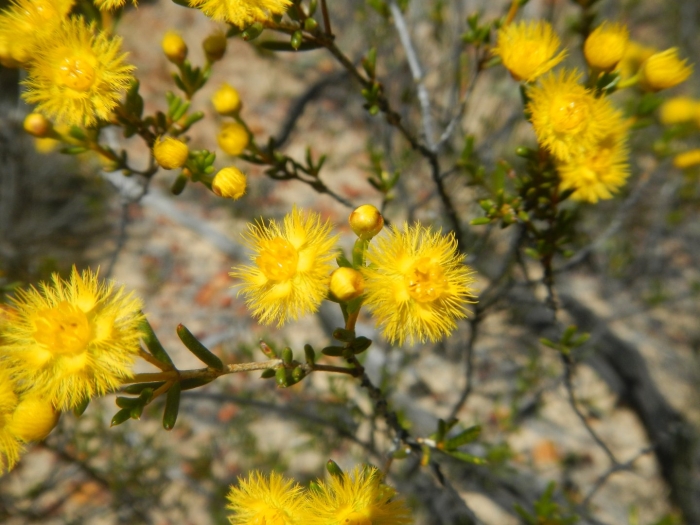 Verticordia chrysanthella