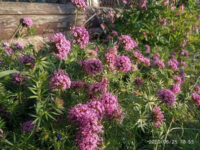 Фуопсис (крестовница)