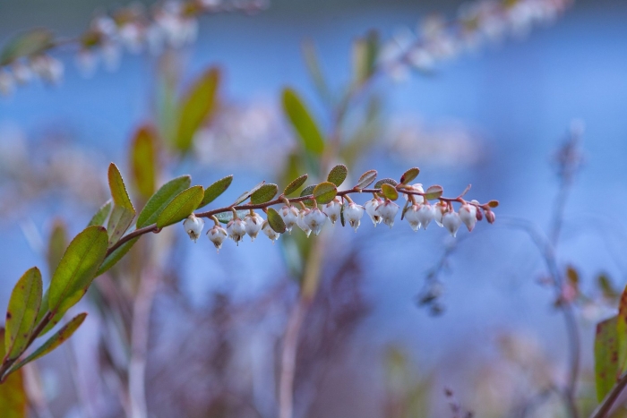 Болотный мирт кассандра