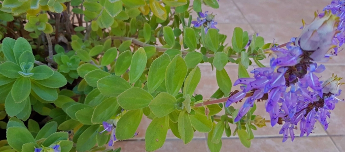 Плектрантус дуболистный