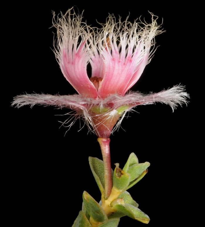 Verticordia polytricha