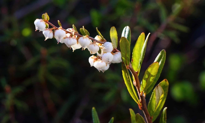 Болотный мирт