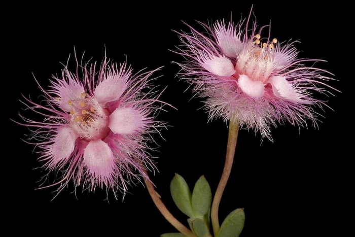 Verticordia polytricha