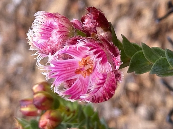 Verticordia ovalifolia