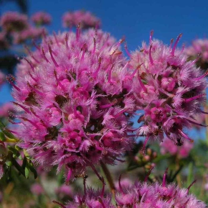 Очиток видный метеор