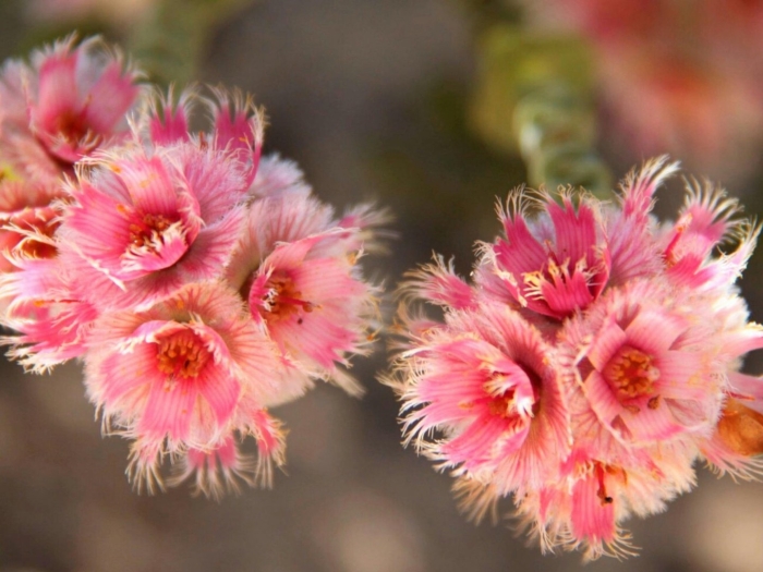 Verticordia forrestii