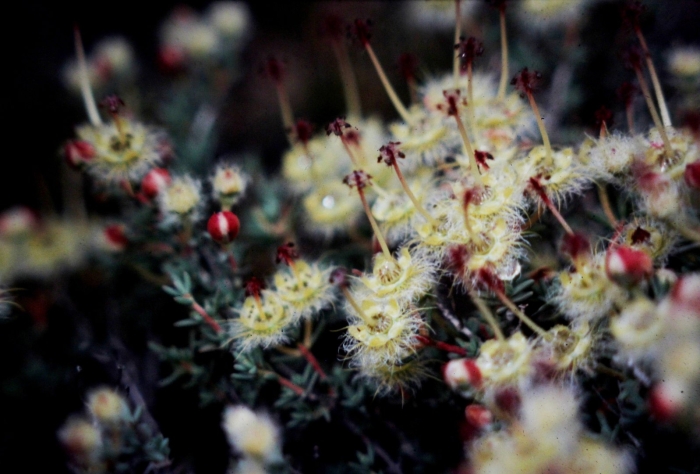 Verticordia penicillaris