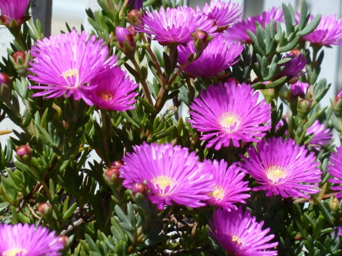 Lampranthus roseus
