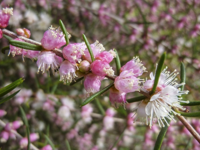 Hypocalymma robustum