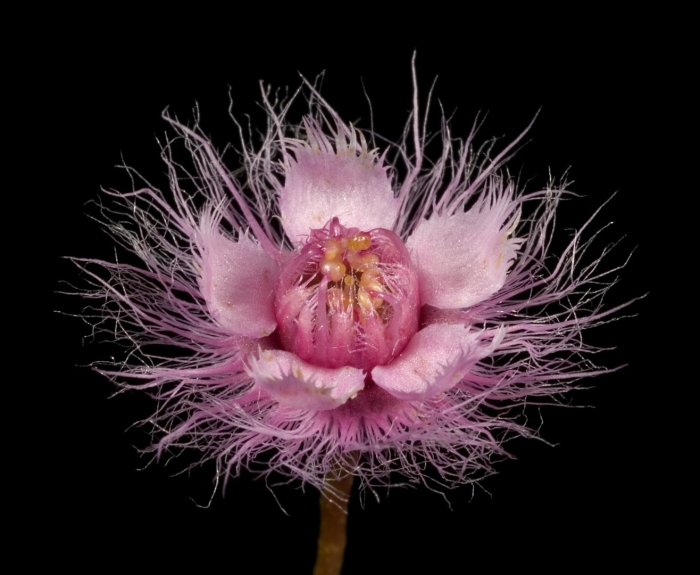 Verticordia insignis