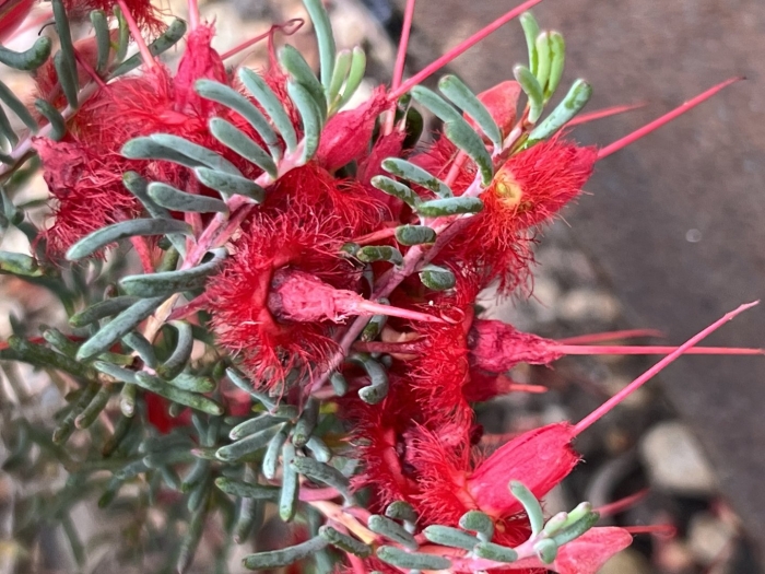 Verticordia mitchelliana