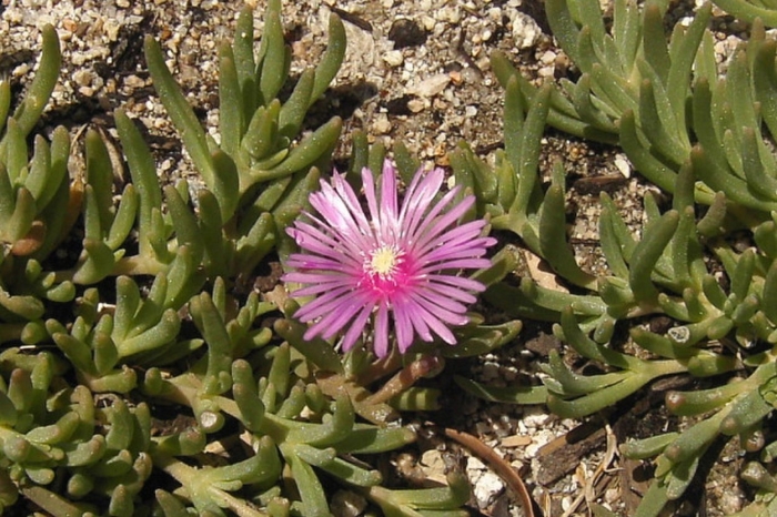 Lampranthus productus