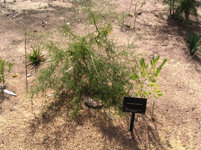Parkinsonia aculeata