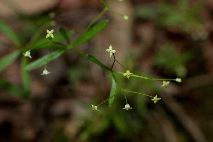 Подмаренник болотный