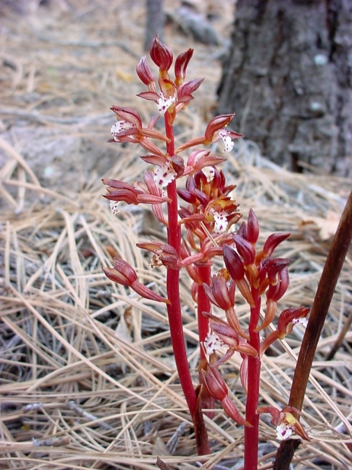 Corallorrhiza maculata