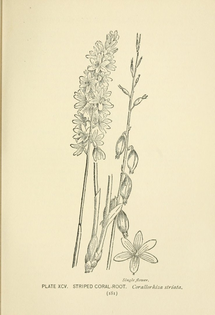 Ладьян трехнадрезный