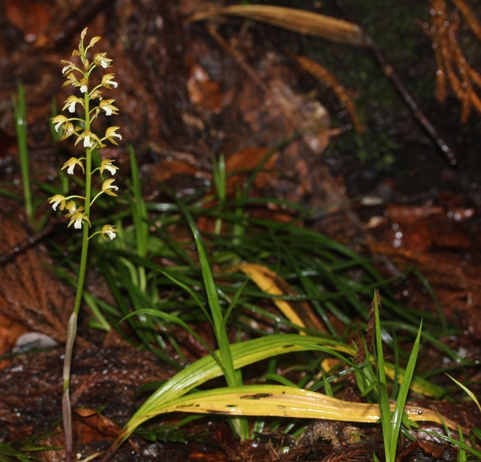 Горноятрышник раскидистый