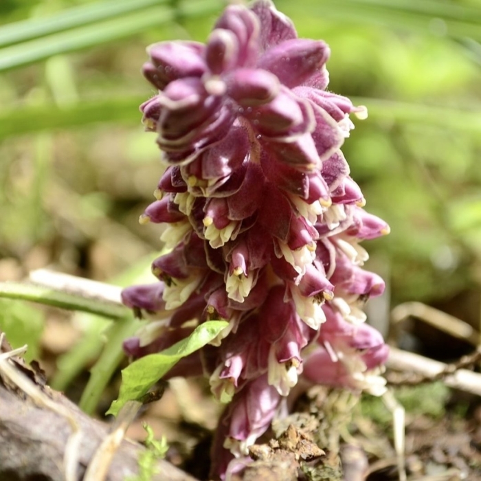 Петров крест (lathraea squamaria)