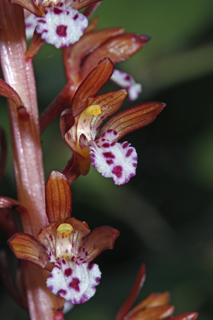 Corallorhiza maculata var