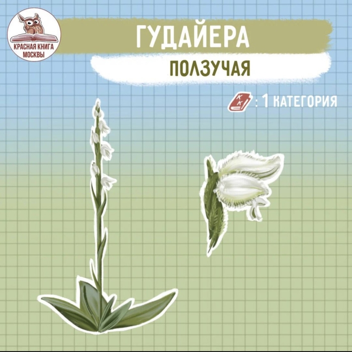 Гудайера ползучая