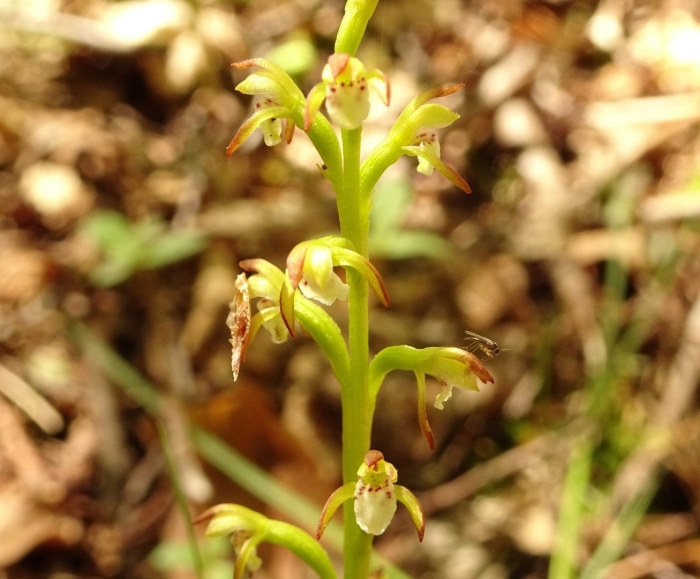 Ладьян трехнадрезный