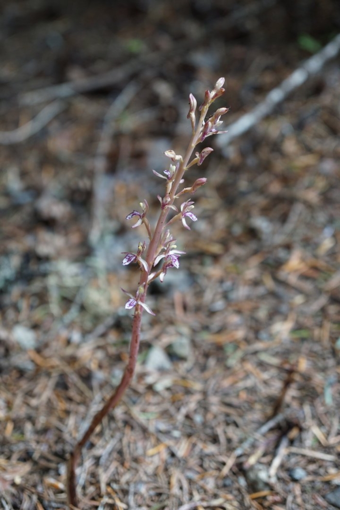 Тайник сердцевидный (listera cordata))