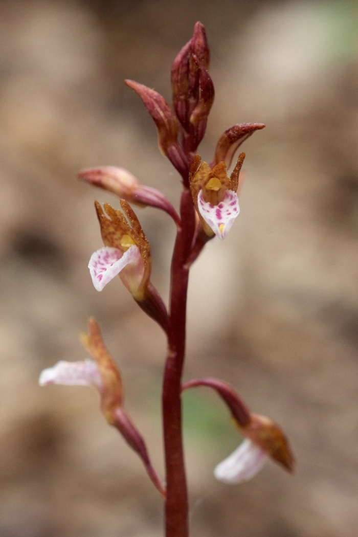 Corallorhiza wisteriana