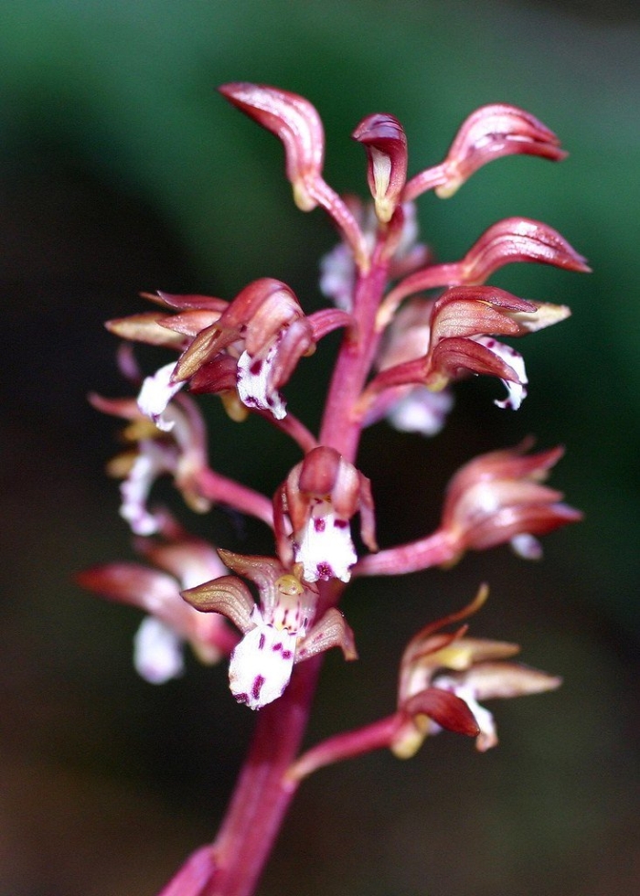 Corallorhiza maculata var occidentalis