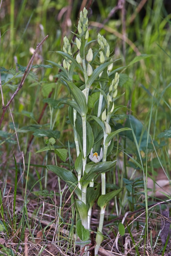 Cephalanthera damasonium