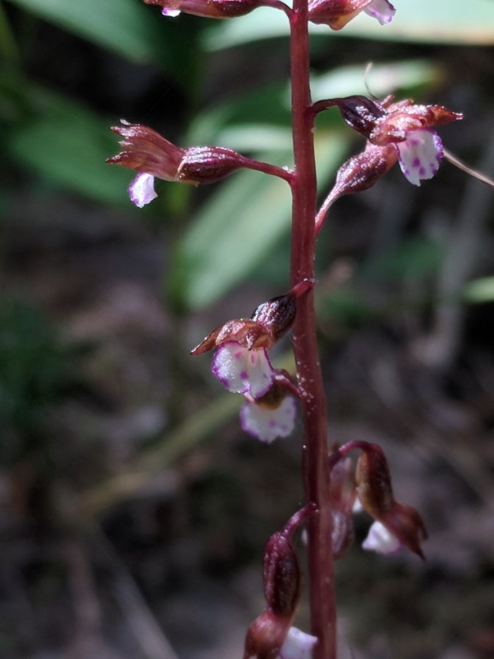 Corallorhiza mertensiana