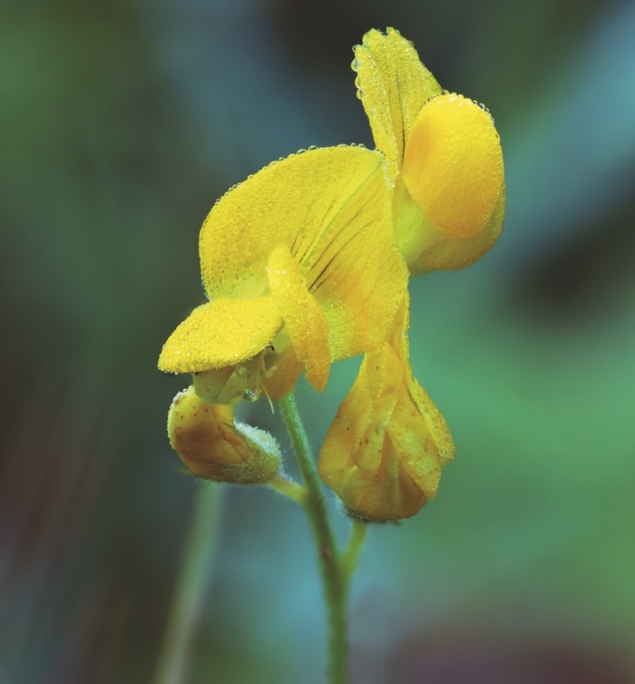 Чина луговая lathyrus pratensis